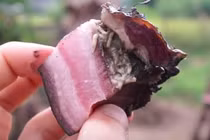 Bật ngửa với những món ăn lúc nhúc giòi mới đạt chuẩn tuyệt phẩm