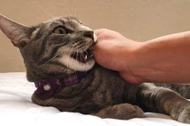 Bé gái mắc chứng động kinh, thiểu năng trí tuệ vì thứ nhiều nhà có