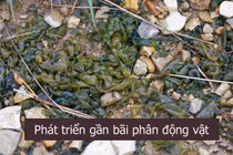 Kinh hãi món ăn nhớp nháp, nhìn lợm giọng là đặc sản gây nghiện 