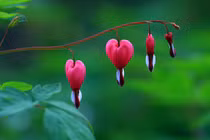 4 loại hoa tránh trồng trong nhà kẻo tự “hạ độc” người thân