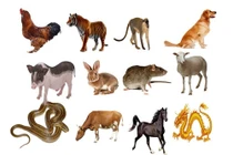 Dự đoán ngày 21/5/2021 cho 12 con giáp: Tý gây thất vọng, Mão tài khoản chất đầy