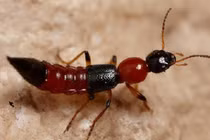 Tắt đèn, thiếu nữ hoảng hồn khi “vật thể lạ” ngọ nguậy trên mặt