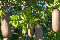 Loại cây treo đầy xúc xích, nguồn cứu đói người dân Châu Phi