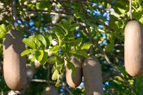 Loại cây treo đầy xúc xích, nguồn cứu đói người dân Châu Phi