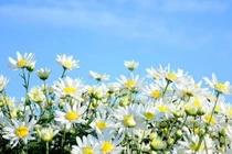 8 loại cây ít phải chăm sóc, thích hợp người thời gian eo hẹp