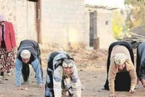 “Làng bò” kì lạ, đi bằng 4 chi nhanh không kém chạy bộ 