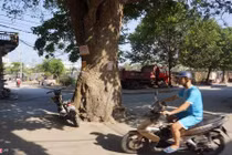 Ảnh: Huyền bí cây vông 70 tuổi nằm giữa ngã tư đường ở Thanh Hóa