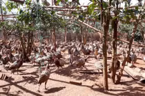 Cặp chim trĩ đỏ may mắn, khởi nghiệp thu lãi 2 tỷ/năm