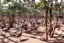 Cặp chim trĩ đỏ may mắn, khởi nghiệp thu lãi 2 tỷ/năm