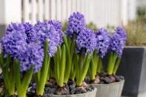 Tết Đinh Dậu 2017: Chọn hoa gì chơi Tết để tài lộc phát ầm ầm? 