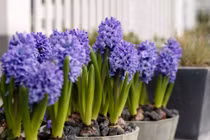 Tết Đinh Dậu 2017: Chọn hoa gì chơi Tết để tài lộc phát ầm ầm? 