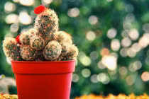 4 loại cây trồng cực xui xẻo, khiến gia chủ “tiền mất tật mang” 