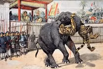 Thú xem hổ đấu voi cực “sang chảnh” của vua chúa Việt 