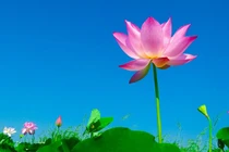 Hóa giải nghiệp báo