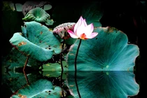 Làm sao diệt trừ được ba thứ phiền não gốc: tham, sân, si? 