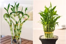 8 loại cây cảnh hút tài lộc cho dân công sở năm 2016