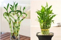 8 loại cây cảnh hút tài lộc cho dân công sở năm 2016