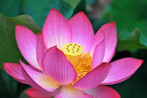 Đừng để ngộ nhận việc tu hành