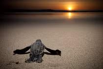 Băn khoăn về phóng sinh