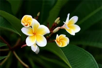 6 loại hoa tuyệt đối không đặt trên bàn thờ ngày Tết