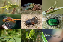 Món “đồ chơi đặc biệt” đã biến mất của trẻ Hà Nội