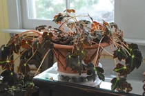 Những sai lầm phong thủy khiến bạn mãi nghèo kiết xác