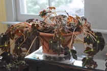 Những sai lầm phong thủy khiến bạn mãi nghèo kiết xác