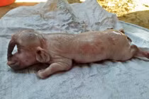 Lợn một mắt, lông mày như người: Điểm “quái thú” ở Việt Nam