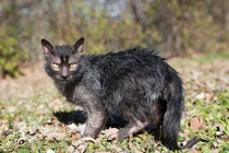 “Hết hồn” loài mèo ma sói siêu hiếm có tiền chưa chắc mua được