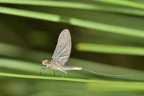 Động vật có tuổi thọ ngắn nhất thế giới, sống chưa đầy 1 ngày