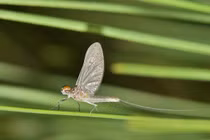 Động vật có tuổi thọ ngắn nhất thế giới, sống chưa đầy 1 ngày