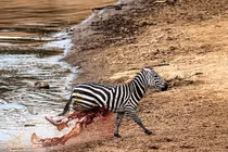 Kinh hoàng cảnh cá sấu săn ngựa vằn tới mức ruột xổ ra ngoài