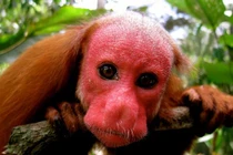 Hết hồn những sinh vật có khuôn mặt như quỷ ám ảnh người nhìn