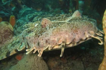 Quái vật biển biết ngụy trang, miệng khổng lồ như nuốt cả thế giới