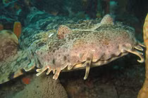 Quái vật biển biết ngụy trang, miệng khổng lồ như nuốt cả thế giới