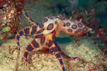 Nhiều loài ở Việt Nam trong top sinh vật biển nguy hiểm nhất hành tinh