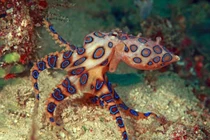 Nhiều loài ở Việt Nam trong top sinh vật biển nguy hiểm nhất hành tinh