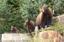 Bị phạt 1,4 tỷ Đồng vì cho gấu đen ăn 180 quả trứng!