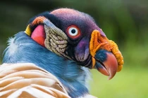 Sự “sang chảnh” của loài chim ăn xác thối ghê rợn