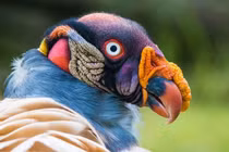 Sự “sang chảnh” của loài chim ăn xác thối ghê rợn