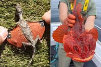 Sinh vật ngoài hành tinh lạc đến Trái Đất khiến con người hú hồn