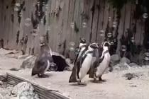 Video: Chim cánh cụt mê mẩn vui đùa với bong bóng xà phòng