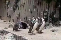 Video: Chim cánh cụt mê mẩn vui đùa với bong bóng xà phòng