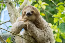 15 loài vật trông “đần đần” vô hại nhưng nguy hiểm chết người