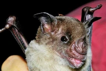 Bí ẩn nhiều loài tuyệt chủng bất ngờ hồi sinh từ cõi chết 