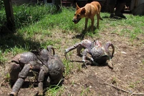 Ghê rợn cảnh cua quái vật khổng lồ trèo cây nghiền nát chim trời