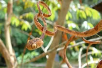 Loài rắn lạ siêu mỏng có biệt tài... ném đầu để săn mồi