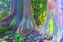 Kỳ lạ loại cây có biệt tài “biến hình” thành 7 sắc cầu vồng 