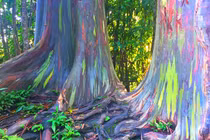 Kỳ lạ loại cây có biệt tài “biến hình” thành 7 sắc cầu vồng 