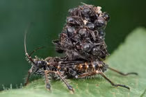 Rùng mình bọ sát thủ “cõng” xác con mồi trên lưng để ngụy trang